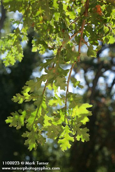 Quercus lobata