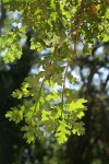 Valley Oak foliage, backlit