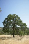 Blue Oak