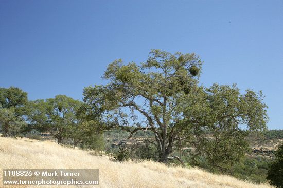 Quercus douglasii