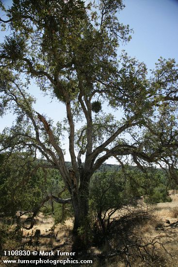 Quercus douglasii