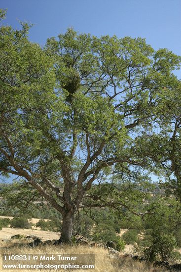 Quercus douglasii