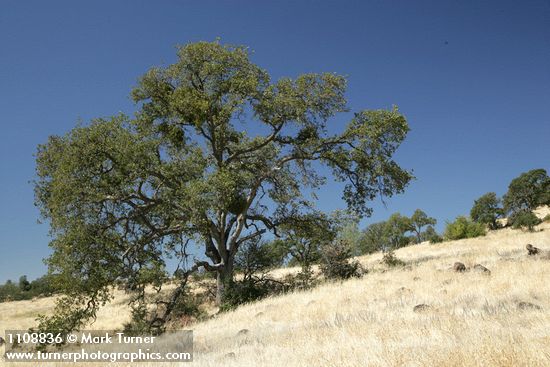 Quercus douglasii