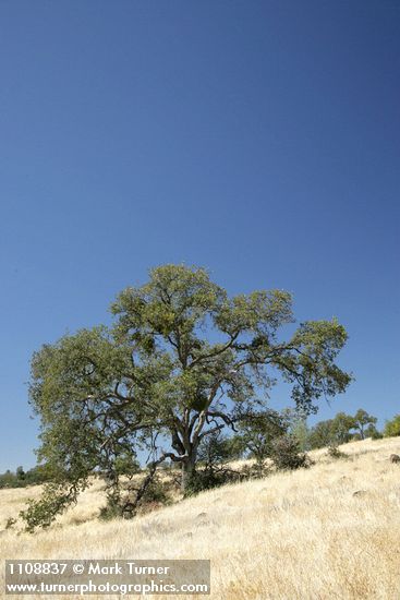 Quercus douglasii