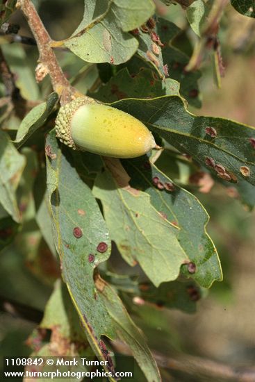 Quercus douglasii