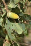 Blue Oak acorn among foliage