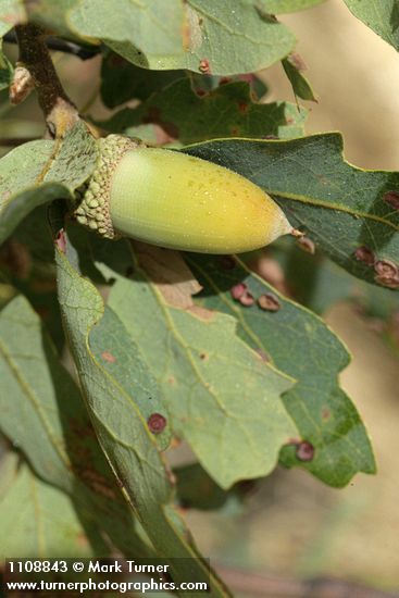 Quercus douglasii