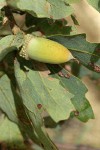 Blue Oak acorn among foliage