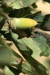 Blue Oak acorn among foliage