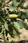 Blue Oak acorn among foliage