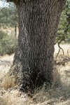 Blue Oak trunk