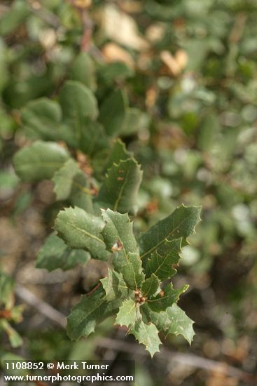 Quercus wislizeni