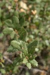 Interior Live Oak foliage