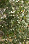 Interior Live Oak foliage