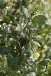 Interior Live Oak foliage