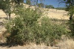 Interior Live Oak, shrub form