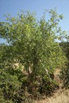 Interior Live Oak, shrub form