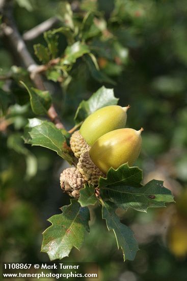 Quercus berberidifolia