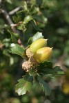 Scrub Oak acorns among foliage