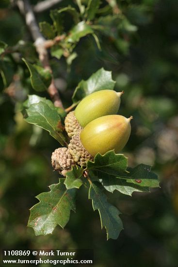 Quercus berberidifolia