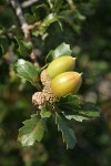 Scrub Oak acorns among foliage