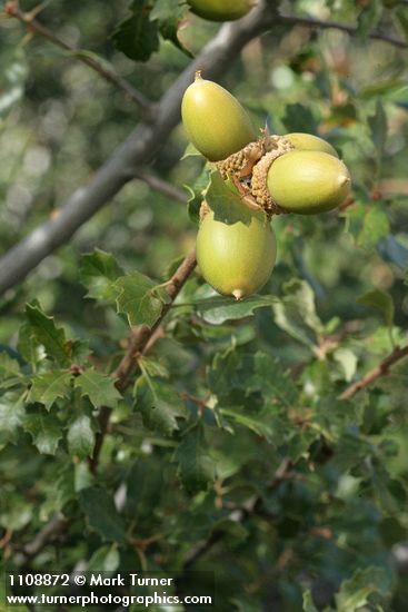 Quercus berberidifolia