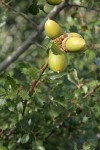 Scrub Oak acorns among foliage