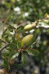 Scrub Oak acorns among foliage