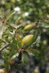 Scrub Oak acorns among foliage