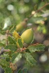 Scrub Oak acorn among foliage