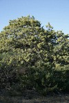 MacNab's Cypress