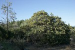 MacNab's Cypress