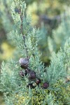 MacNab's Cypress cones among foliage