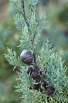 MacNab's Cypress cones among foliage