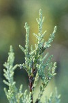 MacNab's Cypress foliage detail