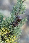 MacNab's Cypress cones among foliage