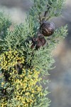 MacNab's Cypress cones among foliage