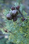 MacNab's Cypress cones among foliage