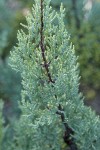 MacNab's Cypress foliage