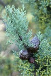 MacNab's Cypress cones among foliage