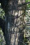 MacNab's Cypress trunk
