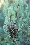 MacNab's Cypress cones among foliage