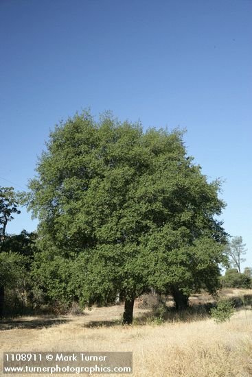 Quercus wislizeni