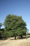 Interior Live Oak