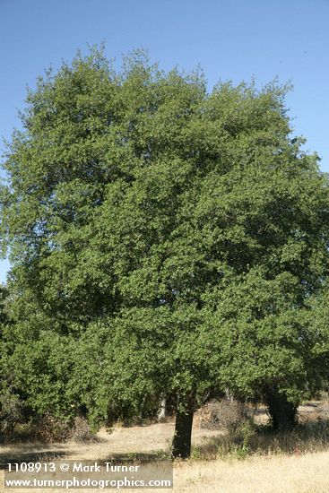 Quercus wislizeni