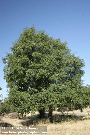 Quercus wislizeni