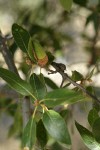 Interior Live Oak acorn among foliage