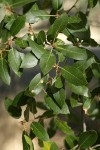 Interior Live Oak foliage