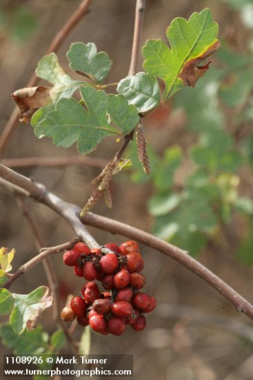 Rhus trilobata