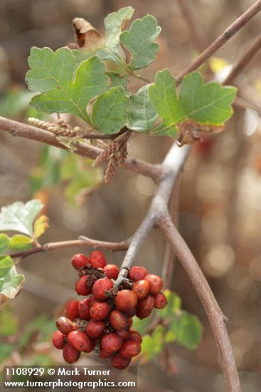 Rhus trilobata